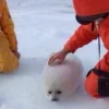 🦭