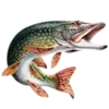 🐟