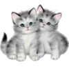😽