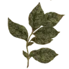 🌱