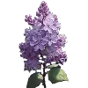 🌷