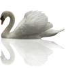 🦢