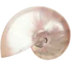 🐚