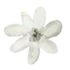 🌼