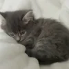 😴