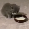 🍽