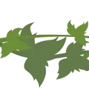 🌿
