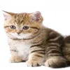 🫳