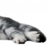 🫢