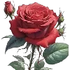 🌹