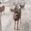 🌟