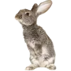🧚