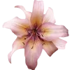🌸