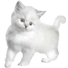 🐱