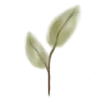 🌱