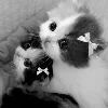 🥺