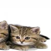 🫁