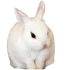 🐰