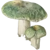 🧚