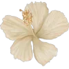🌺