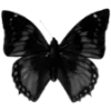 🦋
