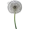 🌱