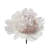 🌸