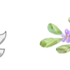 🌿