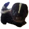 🦨