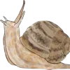 🐌