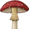 🍄