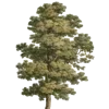 🌳