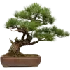 🌳