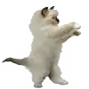 🐈