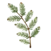 🌿