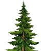 🌲