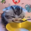 🍴