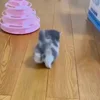 🏃‍♂️