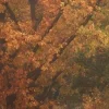 🍂