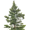 🌲