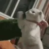 👊