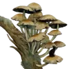 🍄