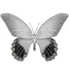 🦋