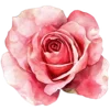 🌹