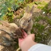 🐇