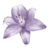 🌺