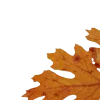 🍂
