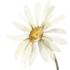 🌸