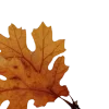 🍂