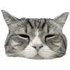🐈